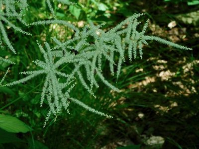 Aruncus dioicus, photographed by Michael J. Papay