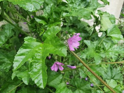 Malva sylvestris, photographed by David Carey