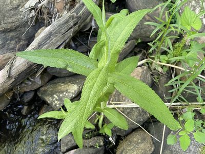 Eupatorium perfoliatum, photographed by Tom Scavo