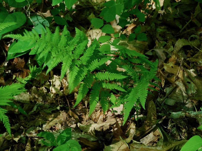 Amauropelta noveboracensis, photographed by Michael J. Papay