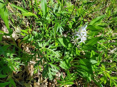 Camassia scilloides, photographed by Katie Kucera