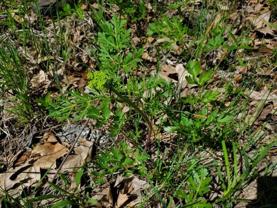 Polytaenia nuttallii, photographed by Katie Kucera