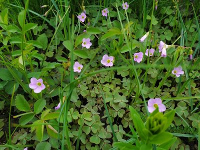 Oxalis violacea, photographed by Katie Kucera
