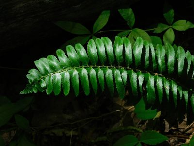Polystichum acrostichoides, photographed by Michael J. Papay