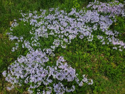Phlox divaricata, photographed by Katie Kucera