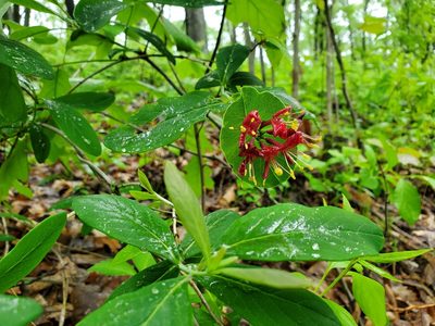 Lonicera dioica, photographed by Katie Kucera