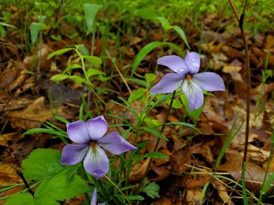 Viola pedata, photographed by Katie Kucera