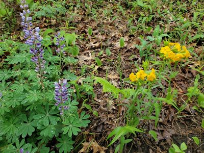 Lupinus perennis, photographed by Katie Kucera