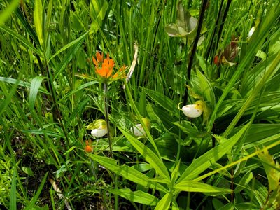 Castilleja coccinea, photographed by Katie Kucera