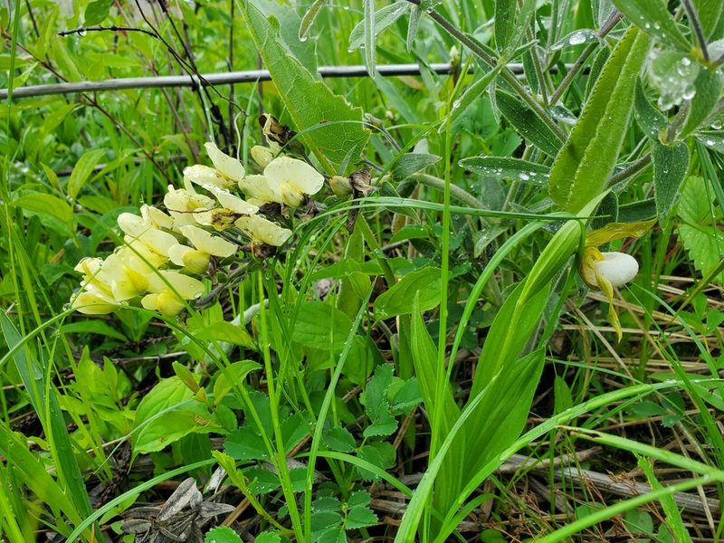 Cypripedium candidum, photographed by Katie Kucera