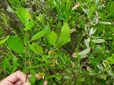 Chamaedaphne calyculata, photographed by Katie Kucera