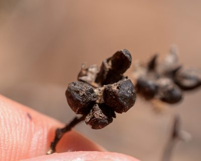 Nolana rostrata, photographed by Nicolás Villaseca Merino