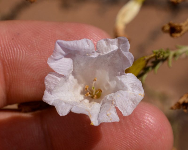 Nolana rostrata, photographed by Nicolás Villaseca Merino