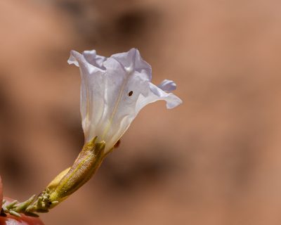 Nolana rostrata, photographed by Nicolás Villaseca Merino