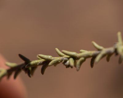 Nolana rostrata, photographed by Nicolás Villaseca Merino