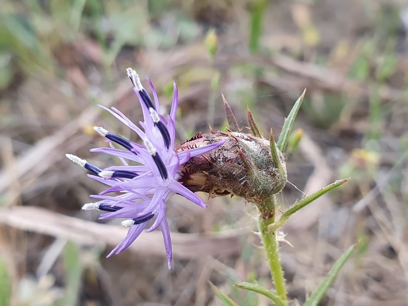 Carduncellus multifidus, photographed by Mehdi Chetibi