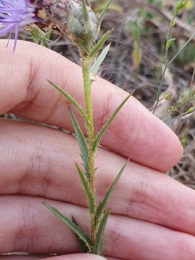 Carduncellus multifidus, photographed by Mehdi Chetibi