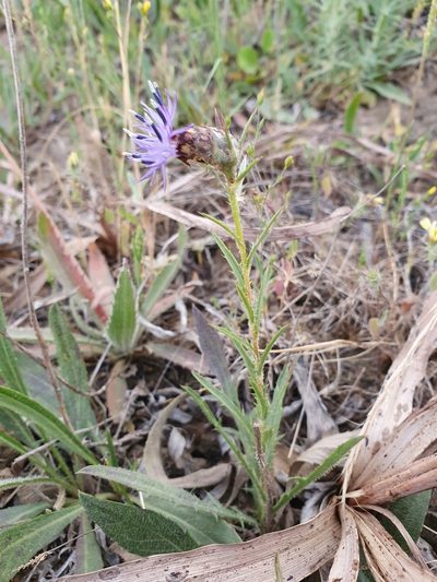 Carduncellus multifidus, photographed by Mehdi Chetibi