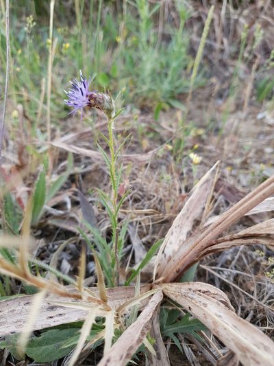 Carduncellus multifidus, photographed by Mehdi Chetibi