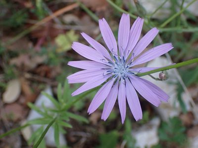 Lactuca perennis, photographed by luluchouette