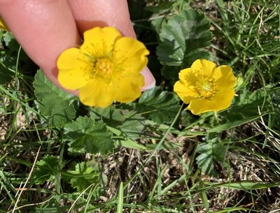 Geum montanum, photographed by Katrin Simon