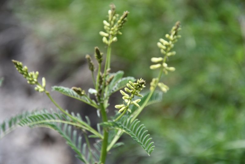 Astragalus galegiformis, photographed by Иван Ковтун Ivan Kovtun