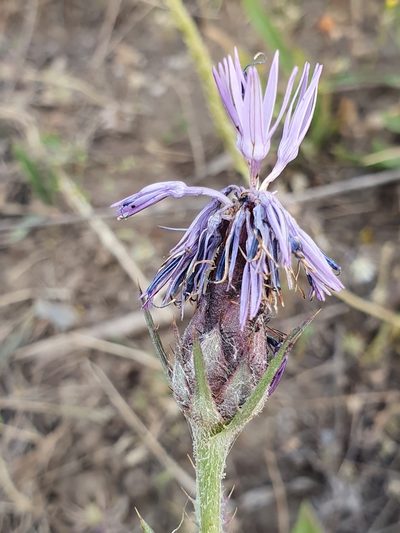 Carduncellus multifidus, photographed by Mehdi Chetibi