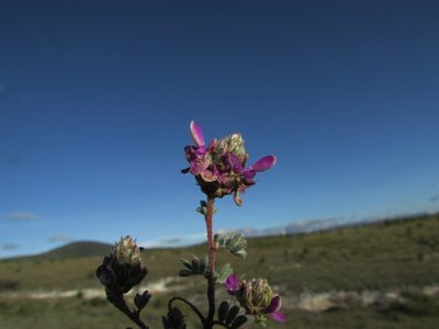 Dalea dorycnioides, photographed by Carlos Martorell