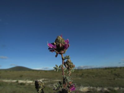 Dalea dorycnioides, photographed by Carlos Martorell