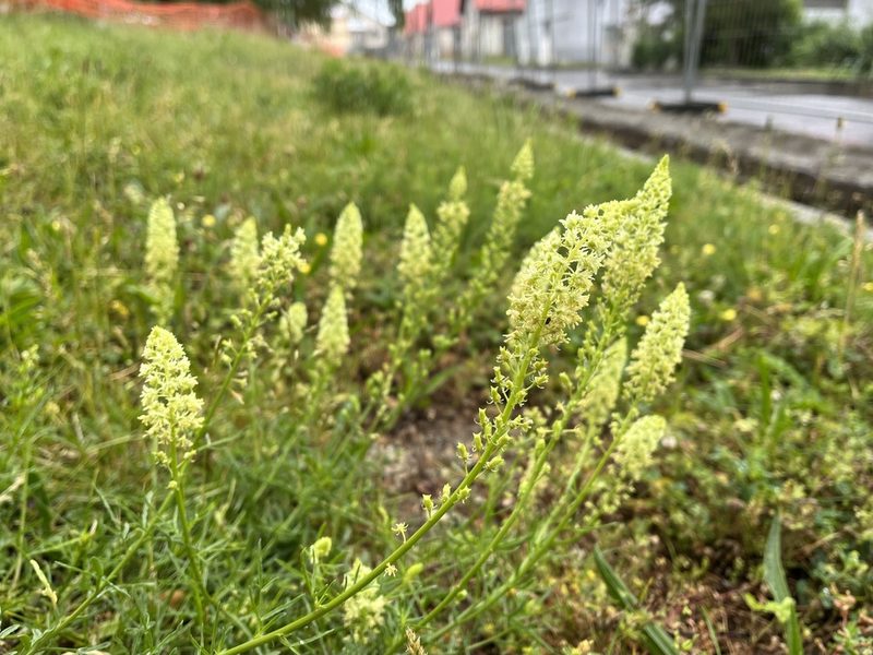 Reseda lutea, photographed by Pavel Kacl