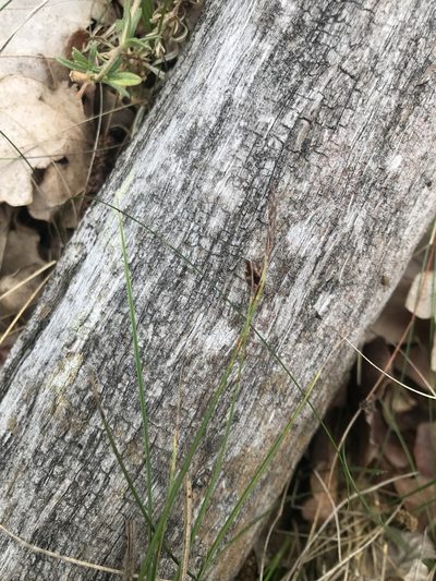 Carex supina, photographed by Yuliana Leshchenko