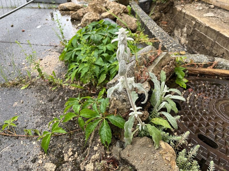 Stachys byzantina, photographed by Pavel Kacl