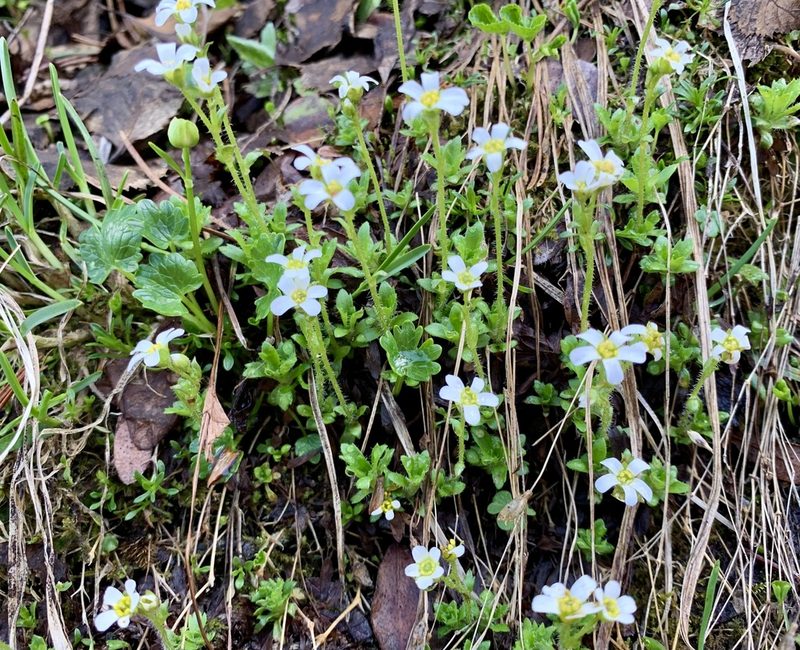 Saxifraga androsacea, photographed by Katrin Simon