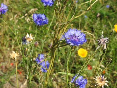 Centaurea cyanus, photographed by Yann Kemper