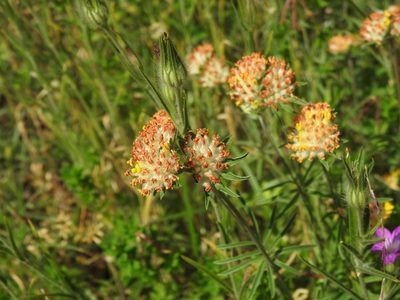 Anthyllis vulneraria, photographed by Yann Kemper