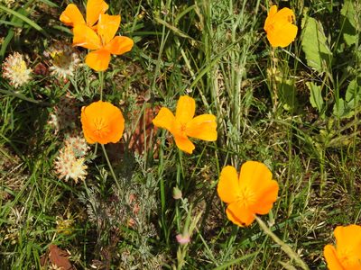 Eschscholzia californica, photographed by Yann Kemper