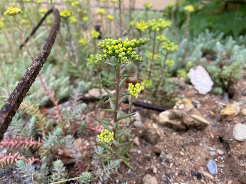 Petrosedum orientale, photographed by Pavel Kacl