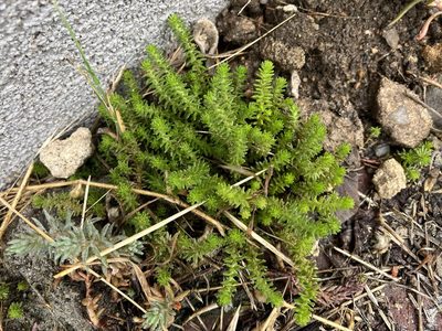 Sedum sexangulare, photographed by Pavel Kacl