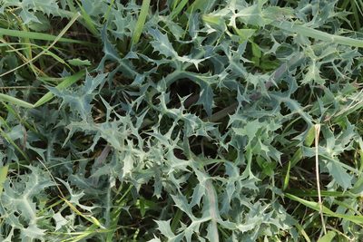 Eryngium campestre, photographed by Björn Sothmann