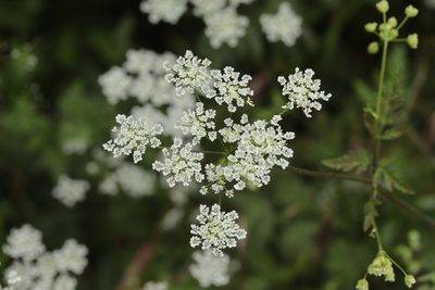 Chaerophyllum temulum, photographed by Björn Sothmann