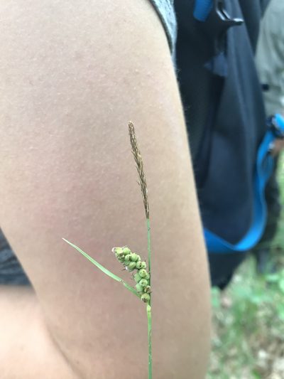 Carex tomentosa, photographed by Yuliana Leshchenko