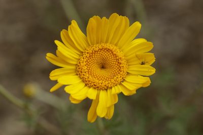 Cota tinctoria, photographed by Björn Sothmann