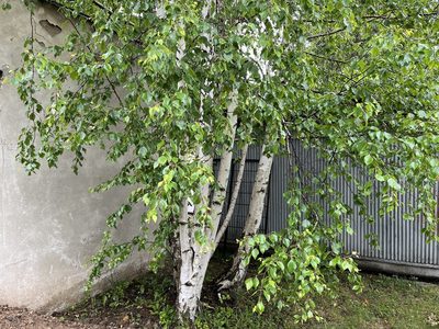 Betula pendula, photographed by Pavel Kacl