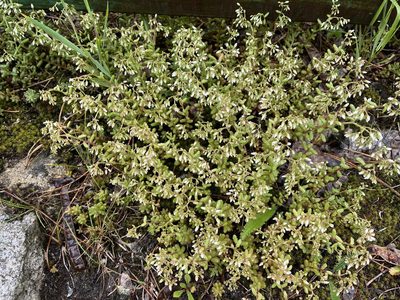 Sedum album, photographed by Pavel Kacl