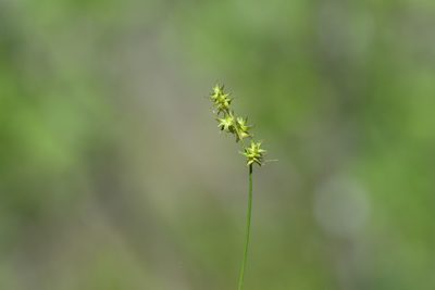 Carex echinata, photographed by Henrique Pacheco