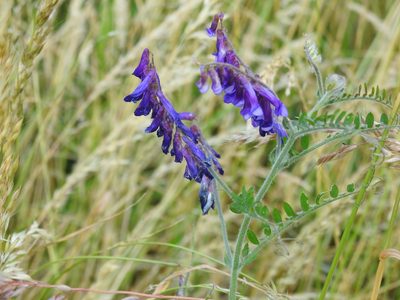 Vicia villosa, photographed by Yann Kemper