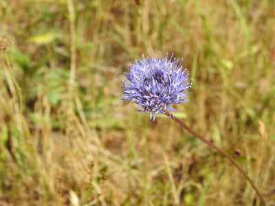 Jasione montana, photographed by Yann Kemper