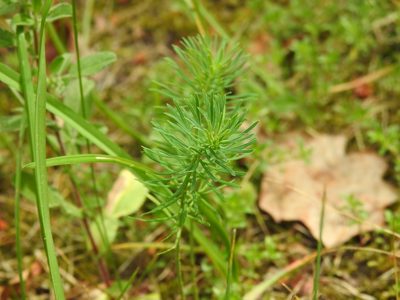 Euphorbia cyparissias, photographed by Yann Kemper