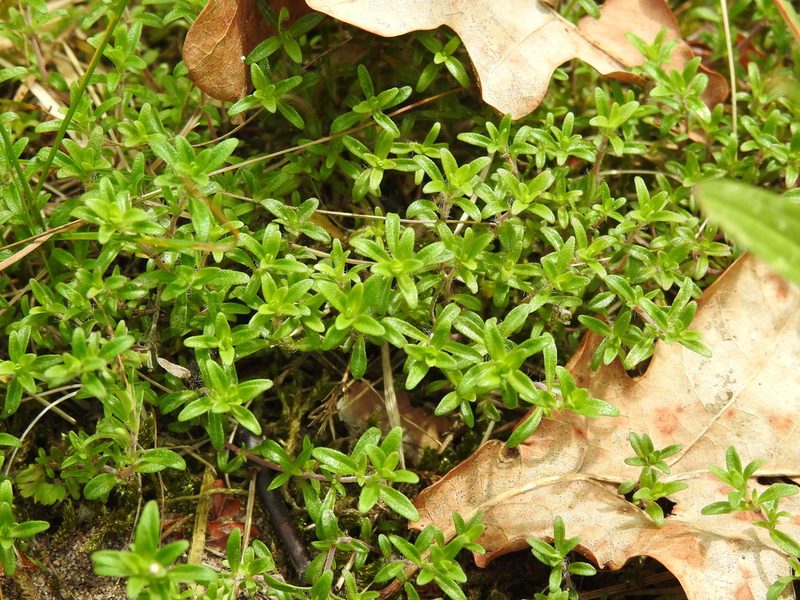 Thymus serpyllum, photographed by Yann Kemper