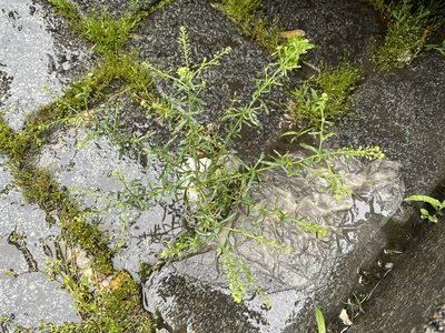 Lepidium ruderale, photographed by Pavel Kacl